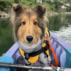 愛犬と楽しむカヤック